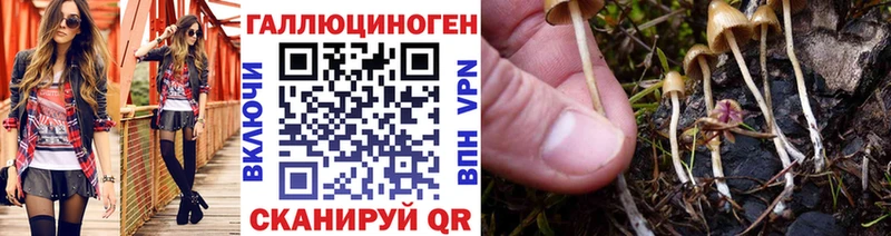 купить   Каменногорск  Псилоцибиновые грибы Cubensis 